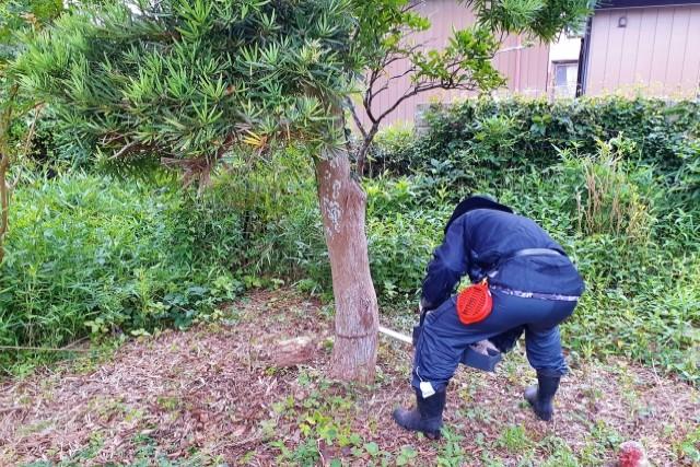 堺市での庭木の伐採作業