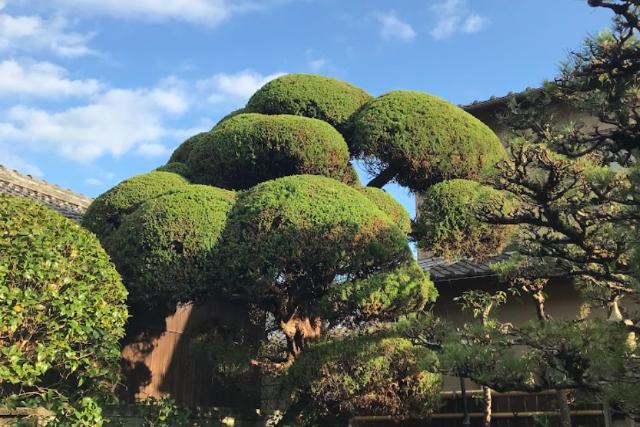 堺市の剪定・植栽管理技術